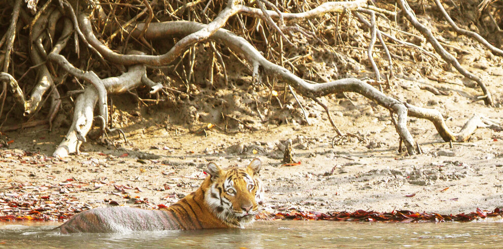 royal bengal tiger-Sundarban Kaberi Travels
