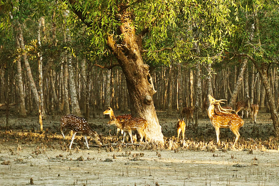 Encounters with Wildlife-Sundarban Kaberi Travels