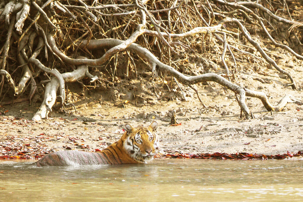 royal bengal tiger crossing the subdarban river