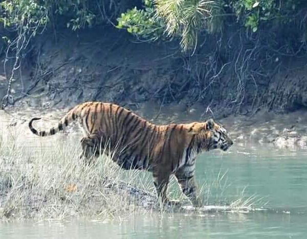 Ultimate Guide to Sundarbans