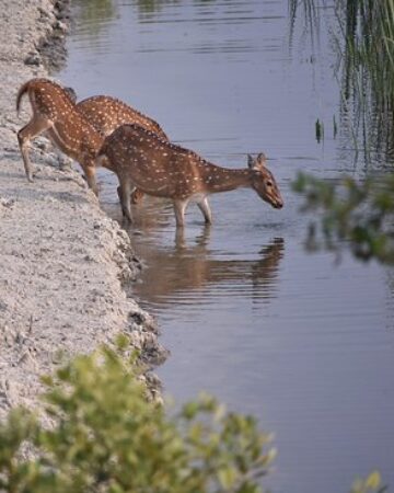 Deer - Sundarban Kaberi Travels