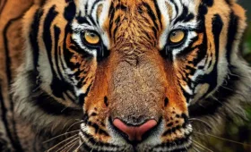 Sundarban Delta - Majestic Bengal Tiger in Mangroves
