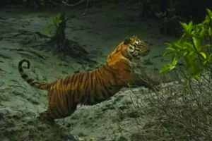 Tiger - Sundarban Kaberi Travels