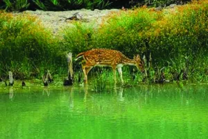 WildLife - Sundarban Kaberi Travels
