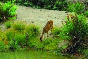WildLife - Sundarban Kaberi Travels