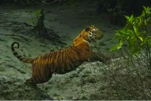 Tiger - Sundarban Kaberi Travels
