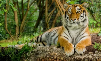 tiger, predator, animal-3525981.jpg
